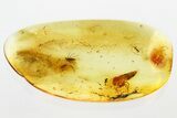 Fossil Springtail, Fungus Gnat, Spider, and Mite in Baltic Amber #343397-1